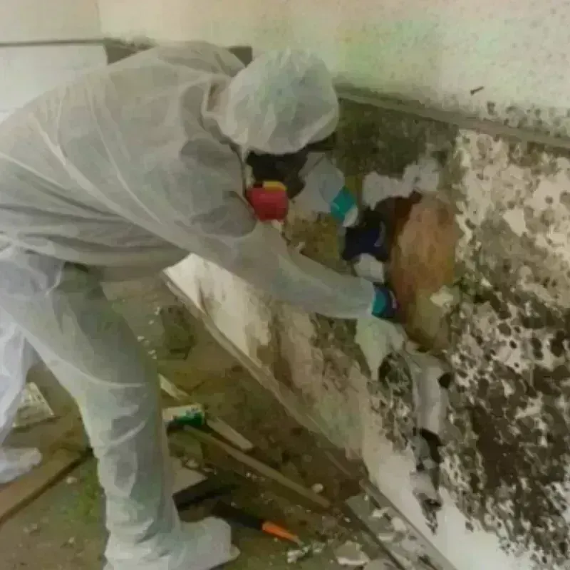 Mold Remediation and Removal in Santa Rosa County, FL